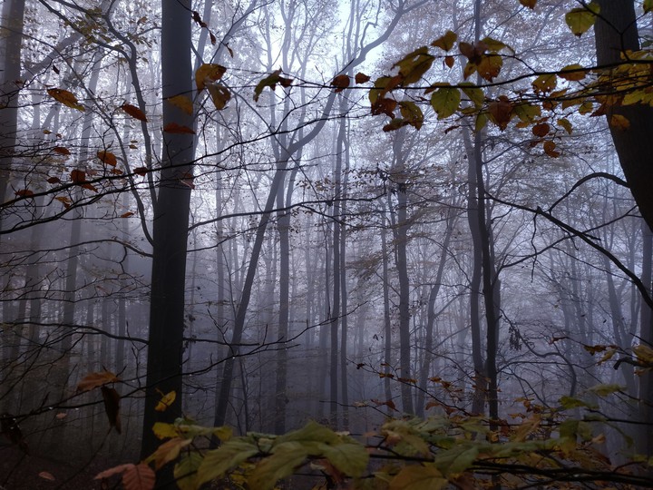 foggy day in the woods