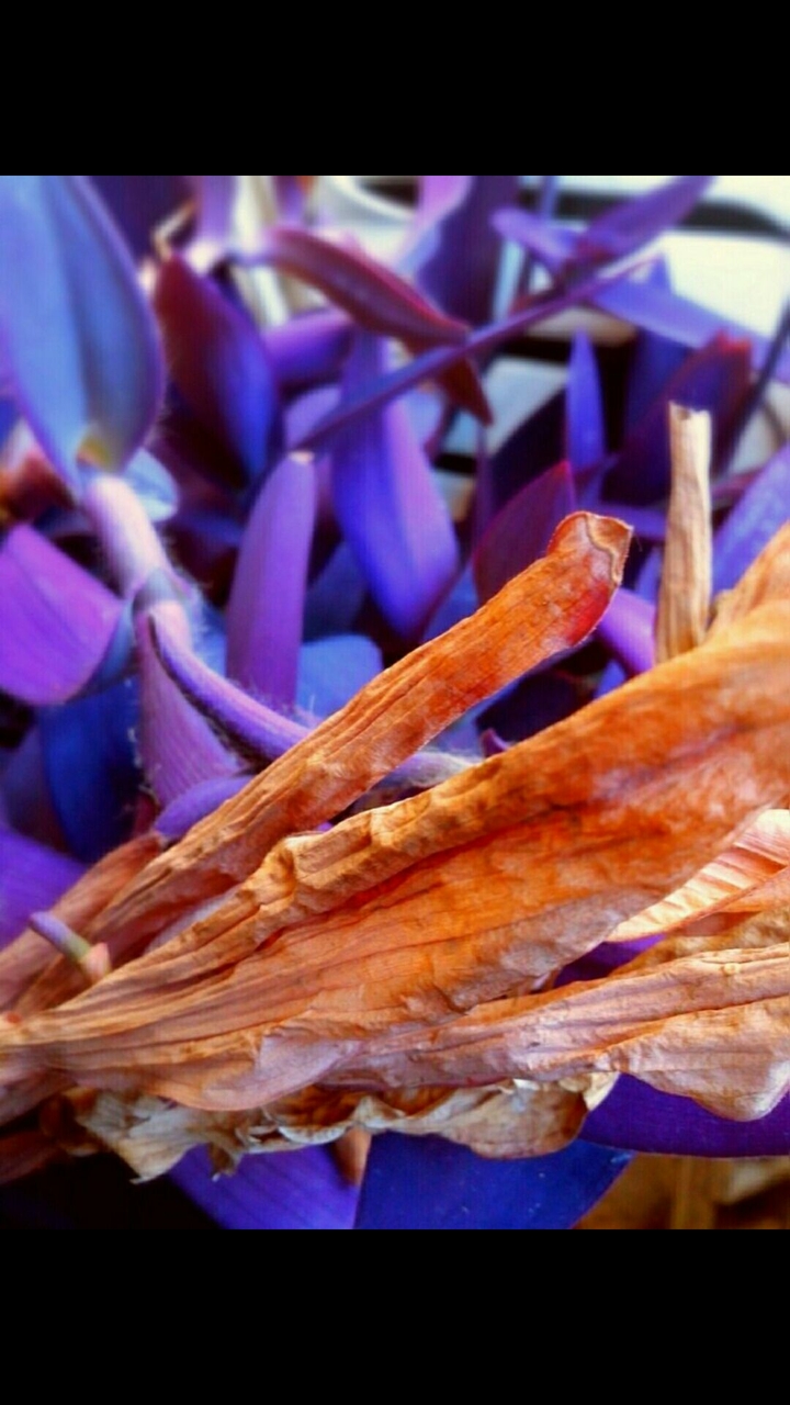 purple