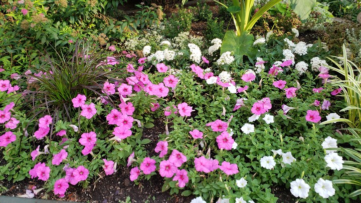 street flowers