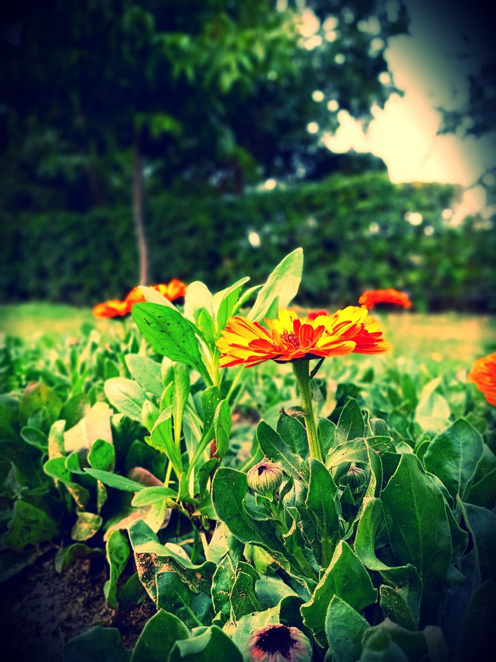 Shades of Nature