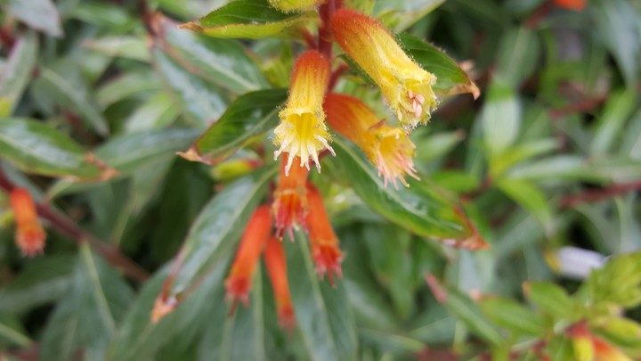 beautiful flower #  botany # flora