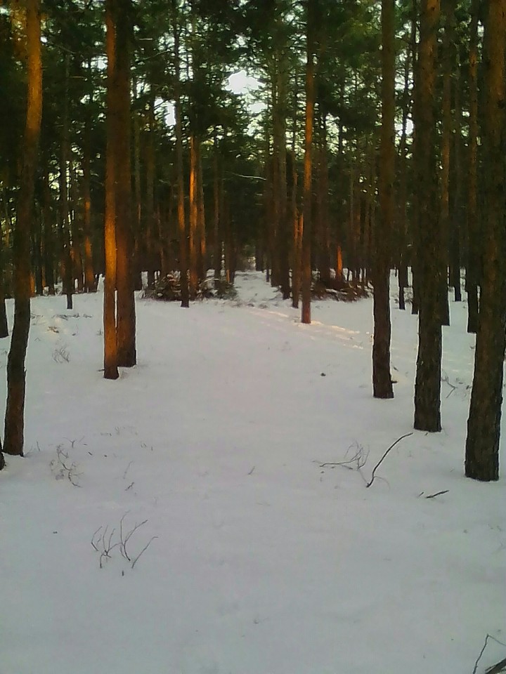 Forest and sunset