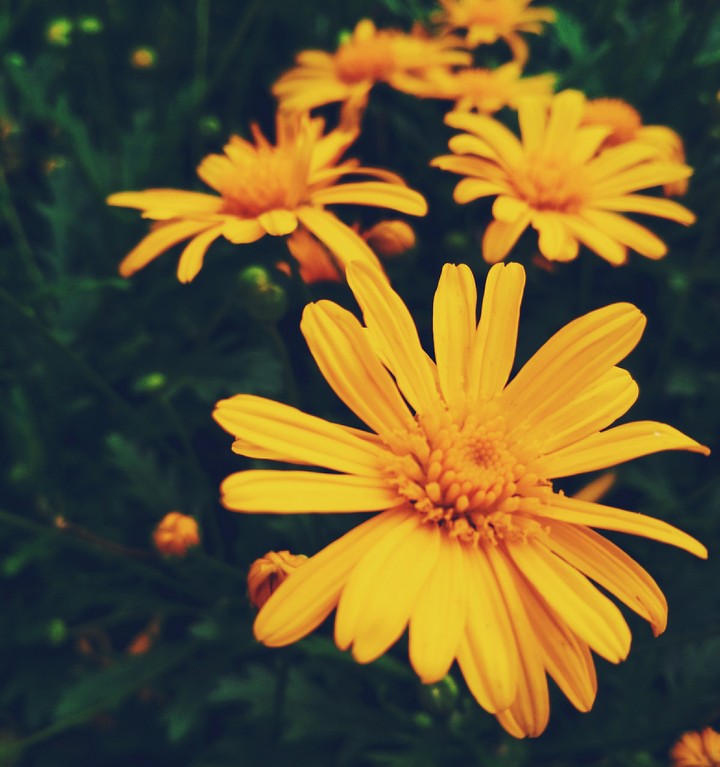 Yellow flowers