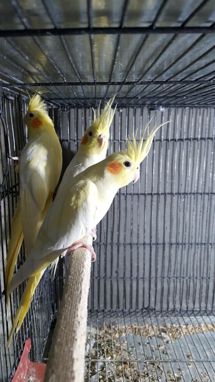 birdies