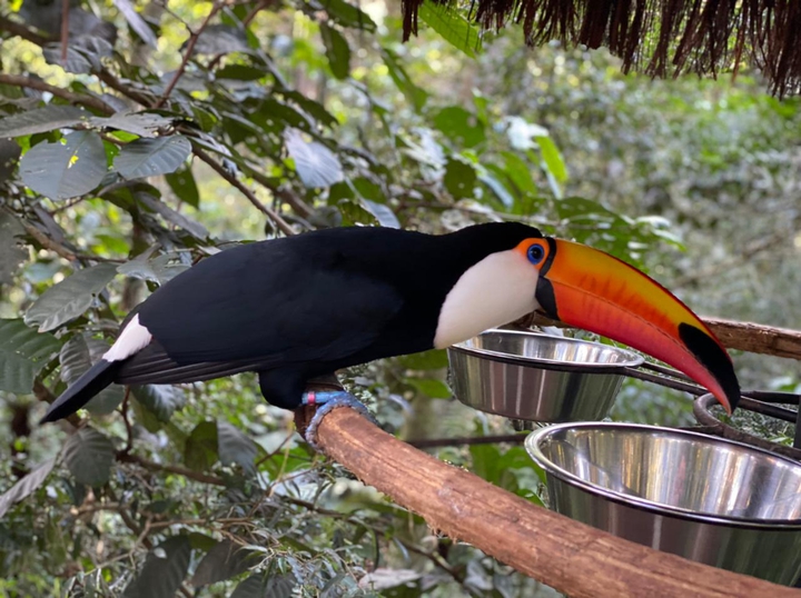 Tucano