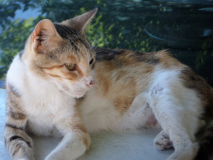 Resting Cat