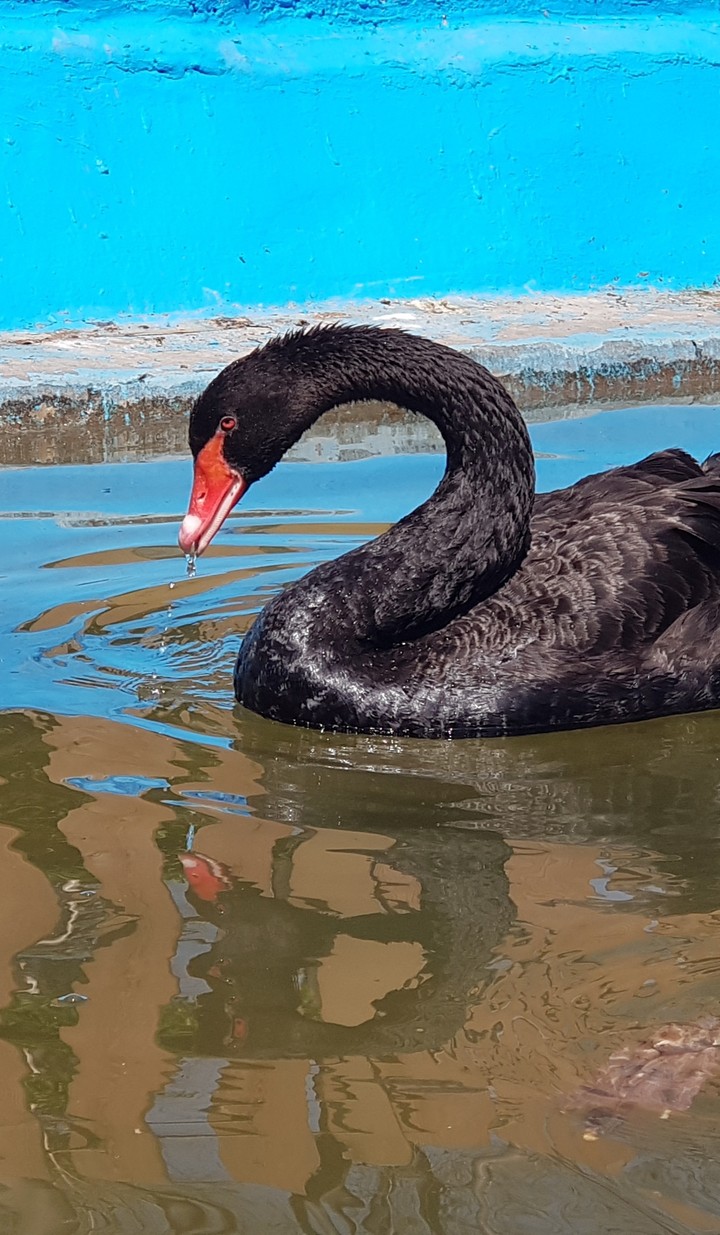 BLACK SWAN