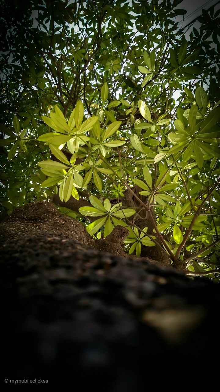 tree