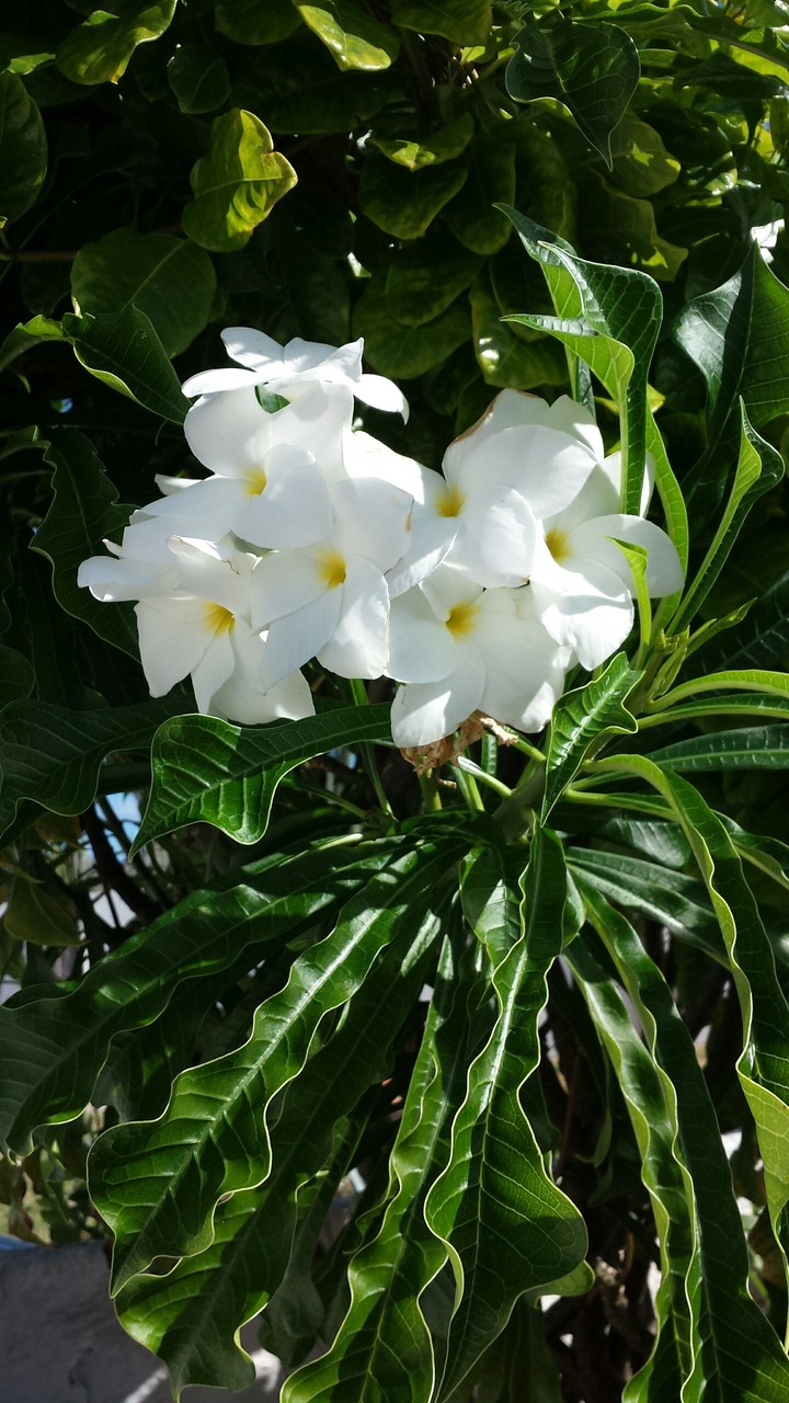 flowers