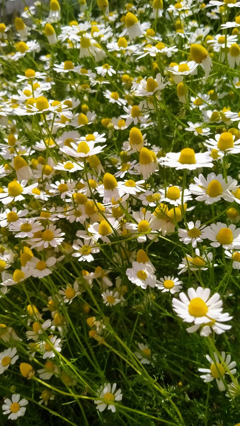 papéis de parede plants, meadow