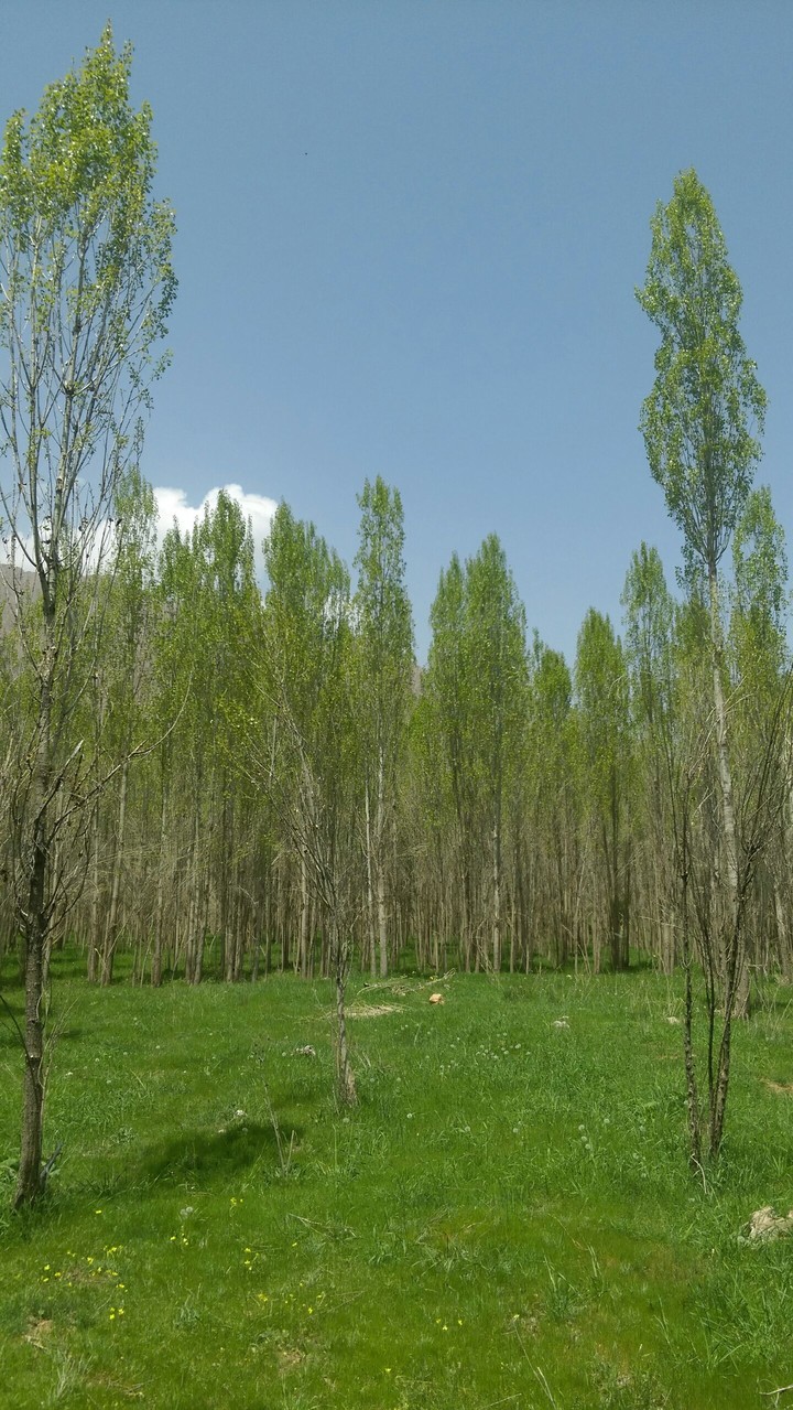 Green trees,(Mahdsina)