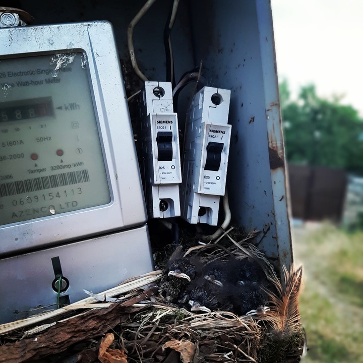 bird?