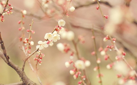spring flower..!!