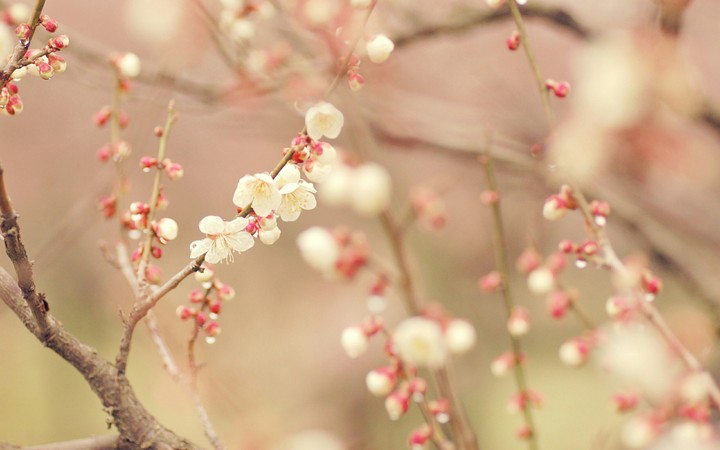 spring flower..!!