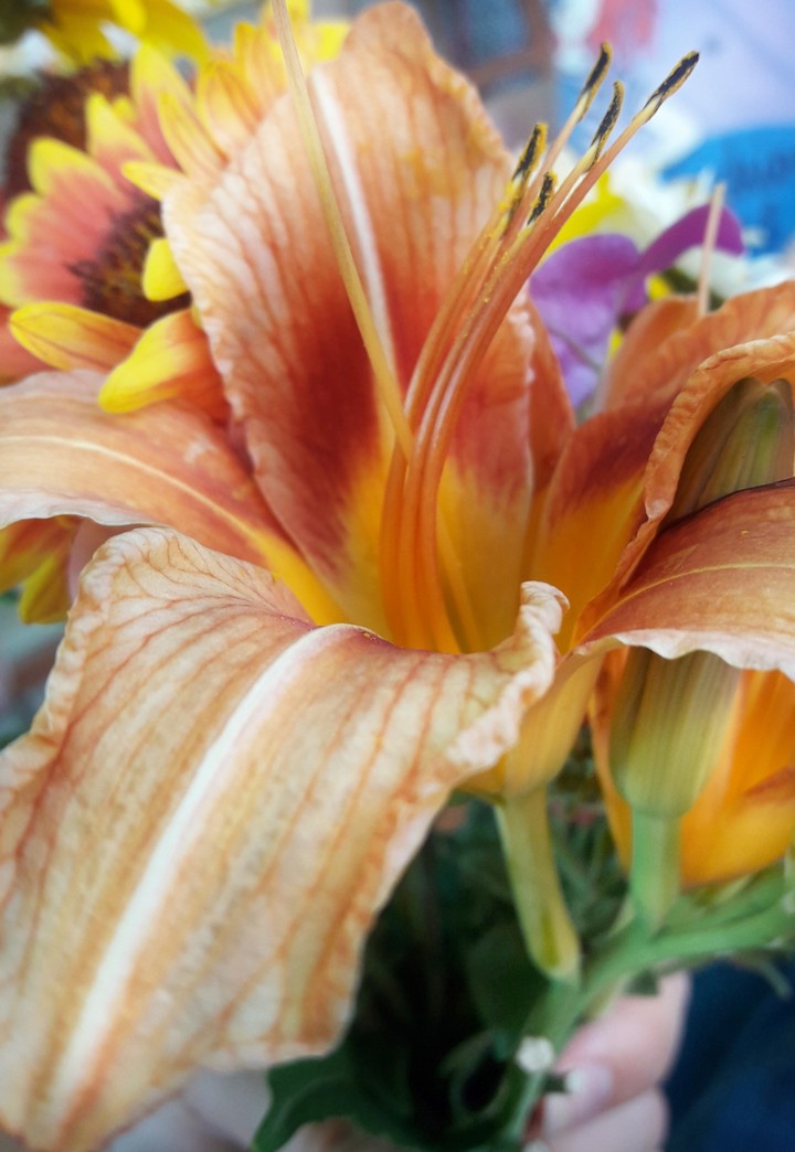 Orange lily