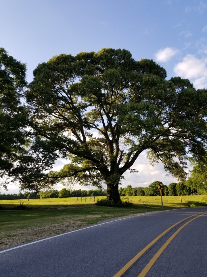 Amazing Oak
