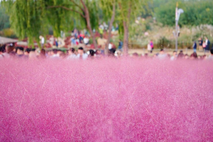 Pink muhly grass