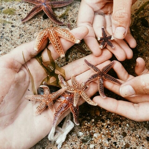 Estrelas do mar