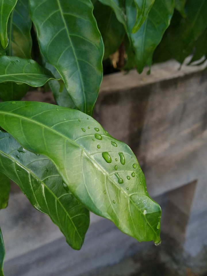 Droplet