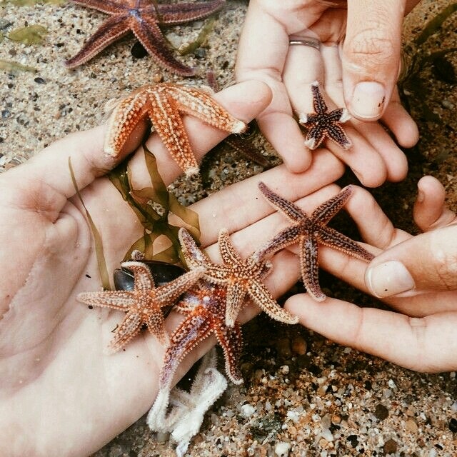 Estrelas do mar