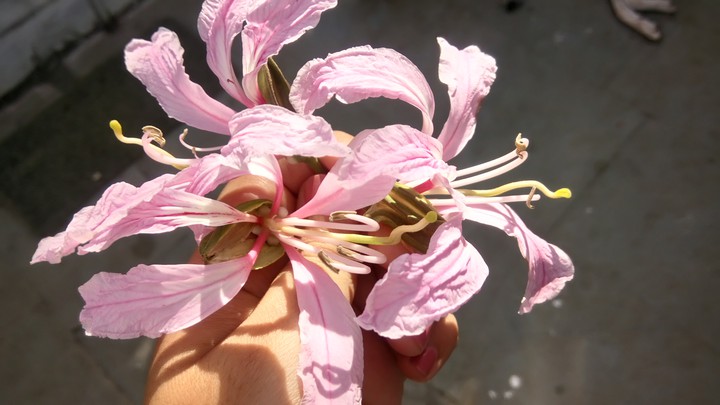 Kachnar flowers