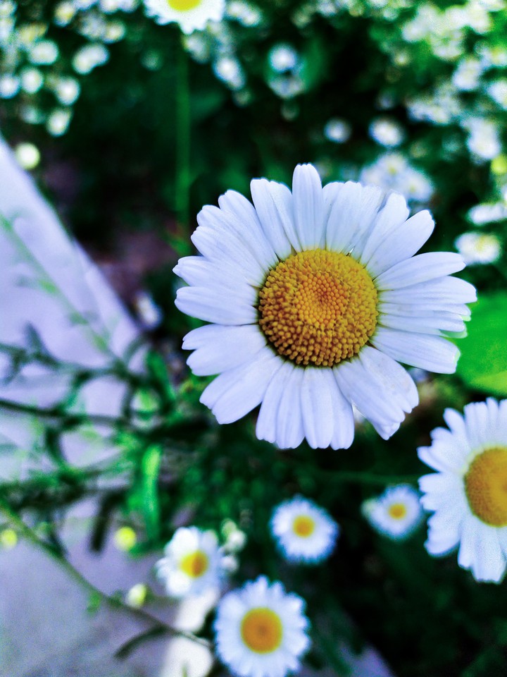 camomile in Julie