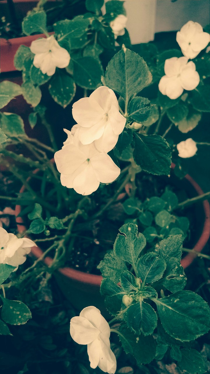 White flowers