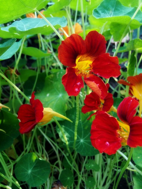 Red & green