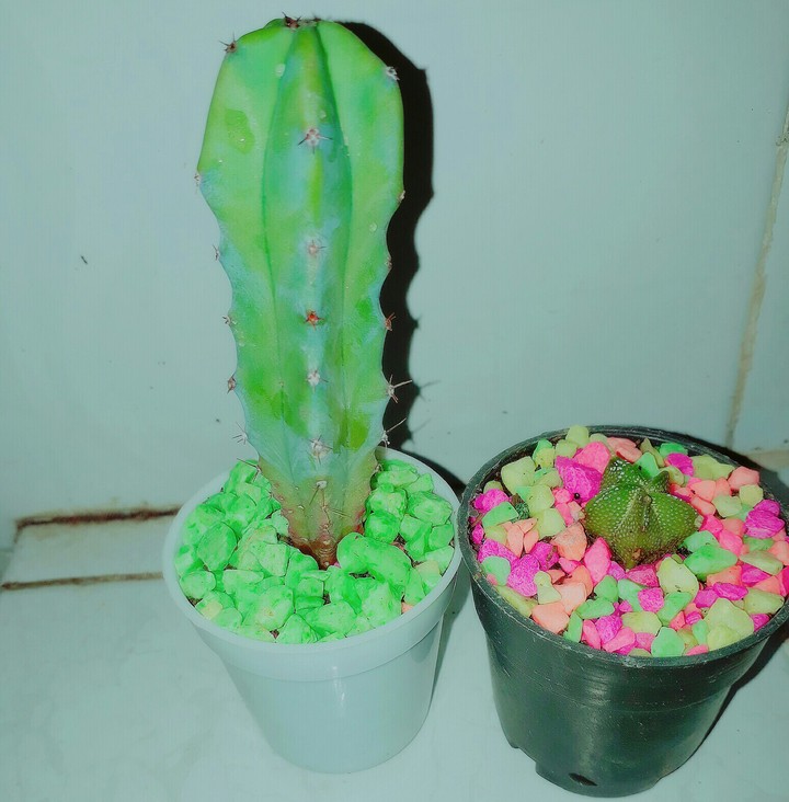 Cactus