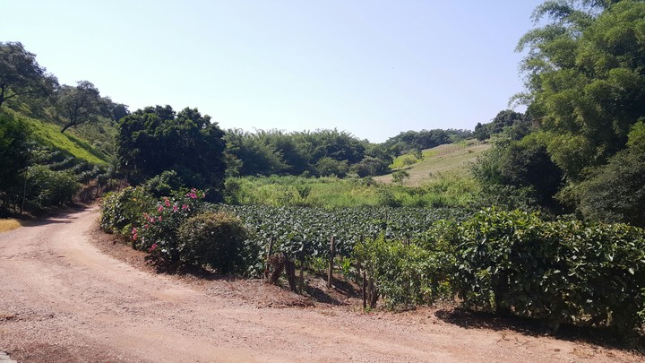 uvas