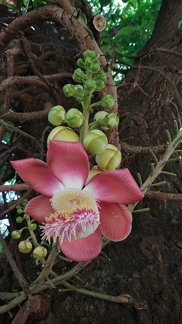 The canon ball tree.