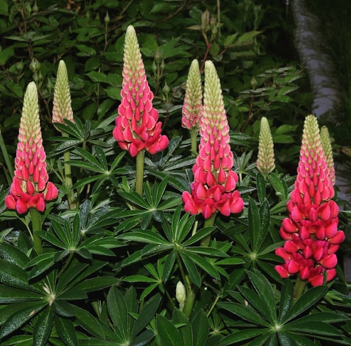 lupinus