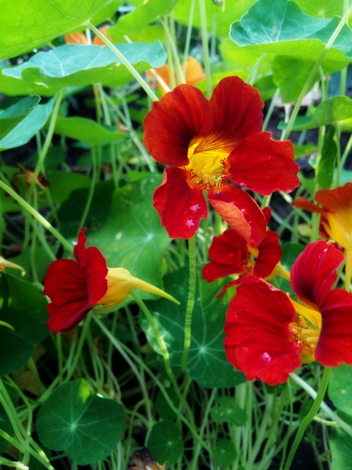 Red & green