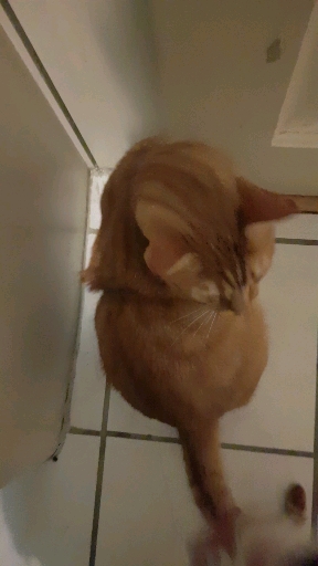 ronron cats