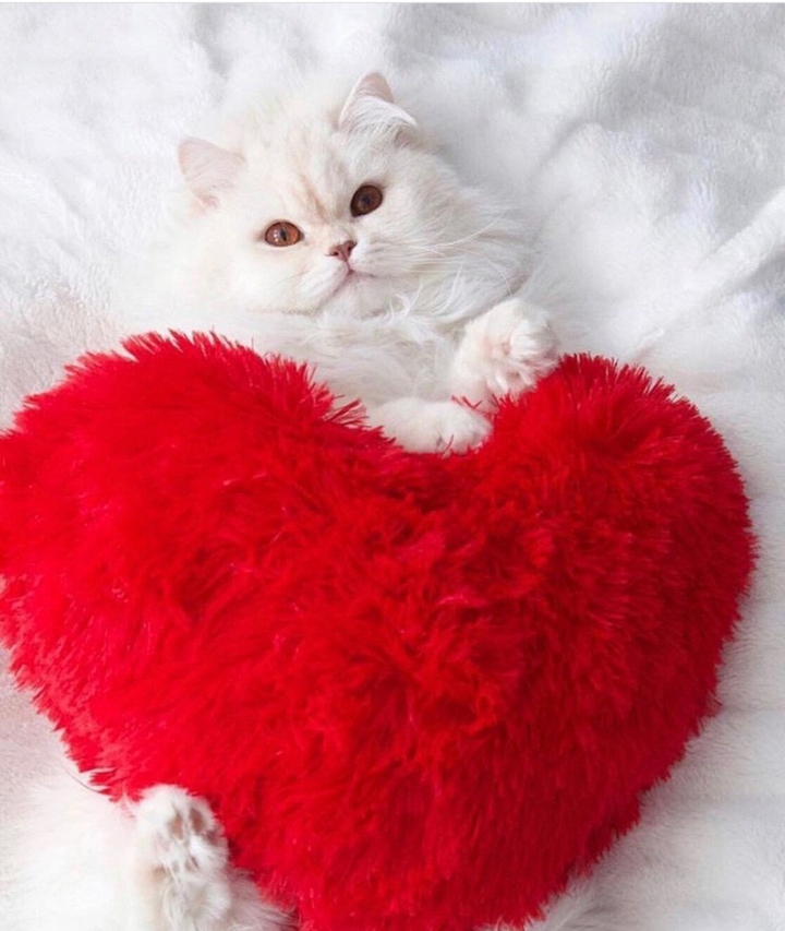 Valentine's Day
