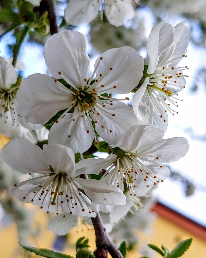 White flowers