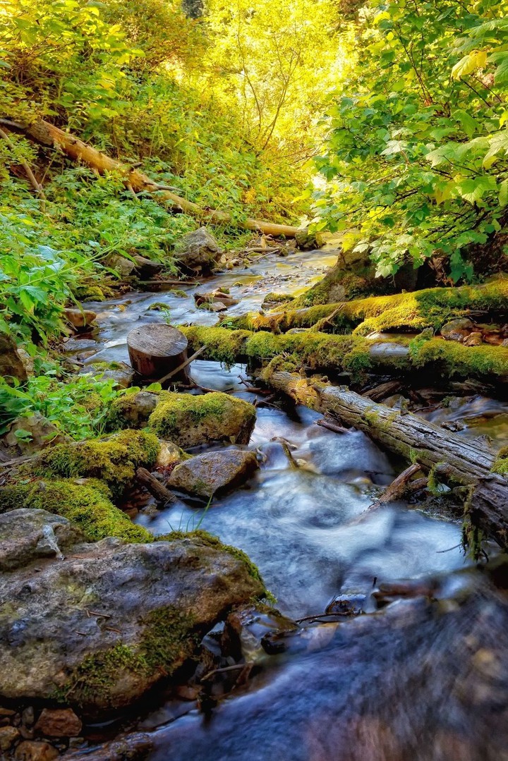 green nature