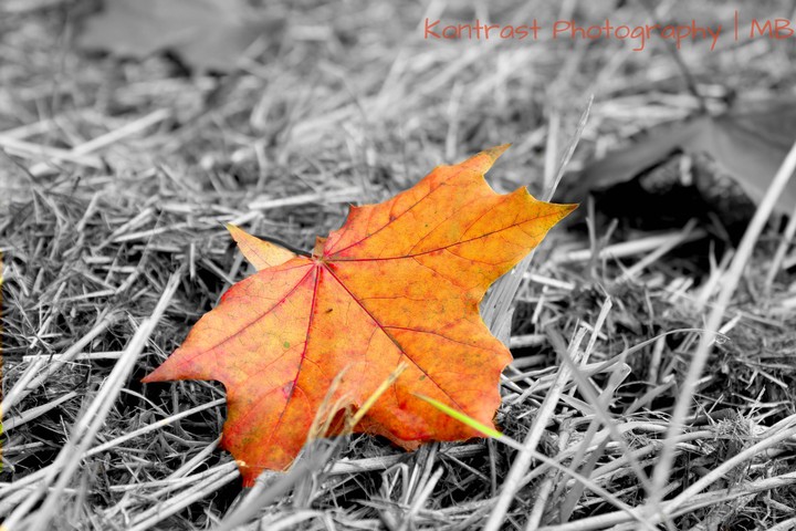 leaf
