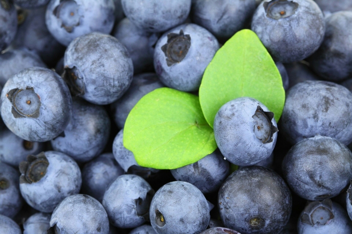 bilberry