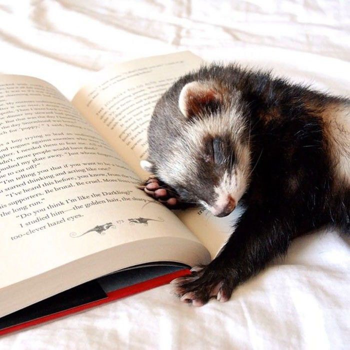 Ferret