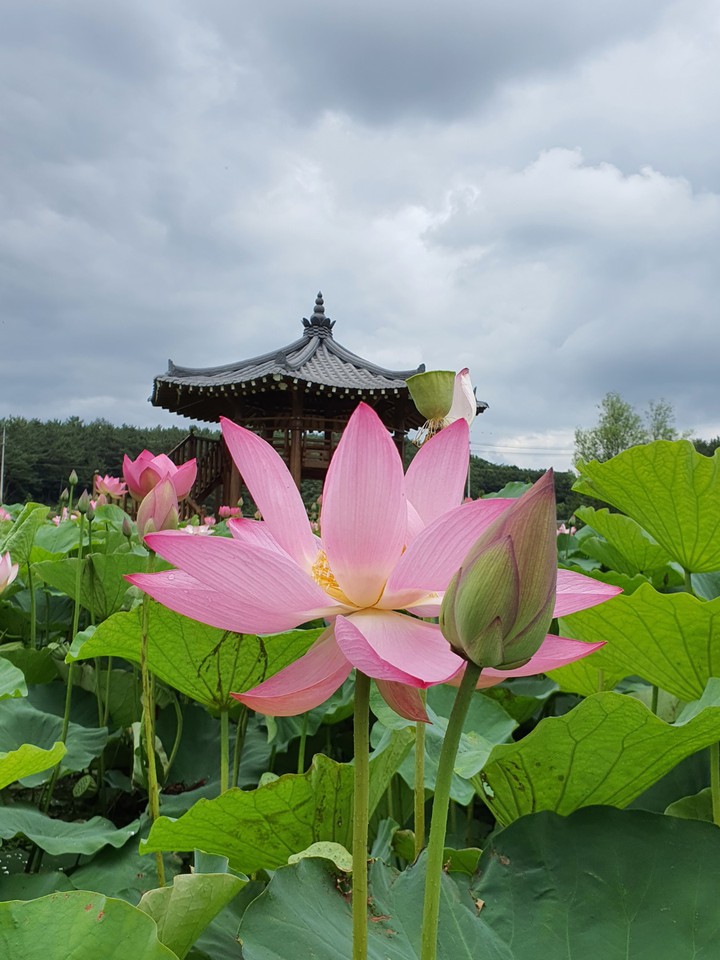 연꽃