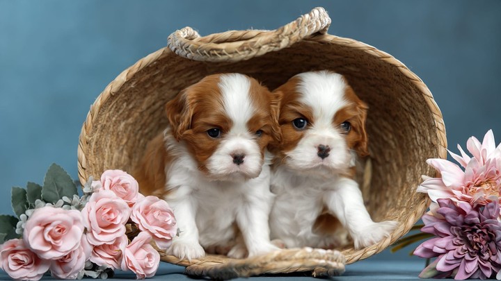puppy