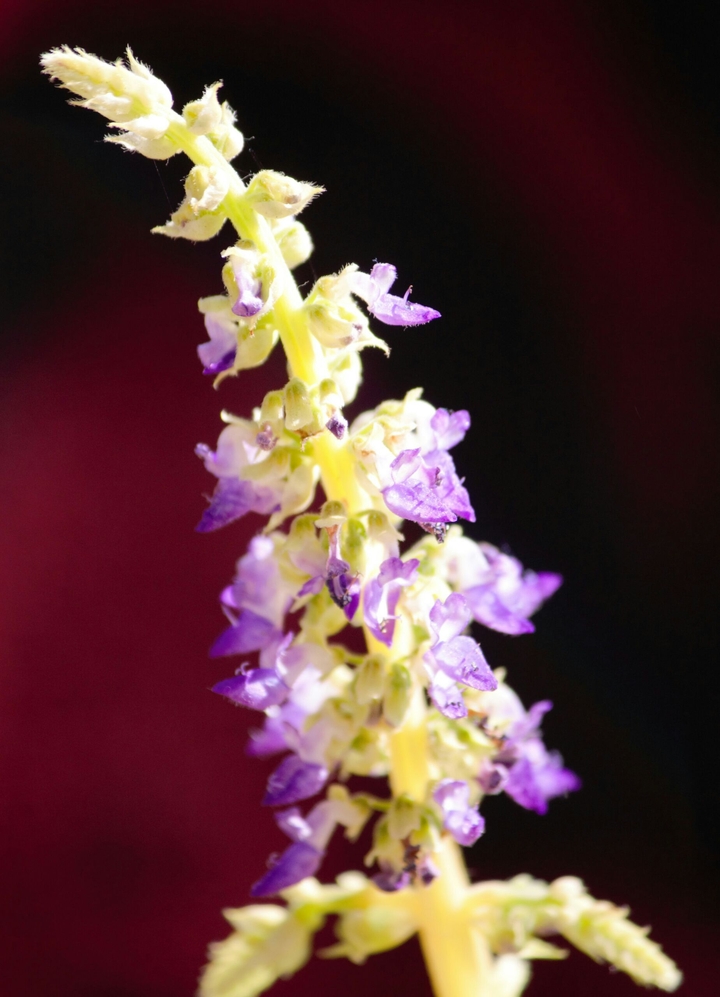 When flower blooms