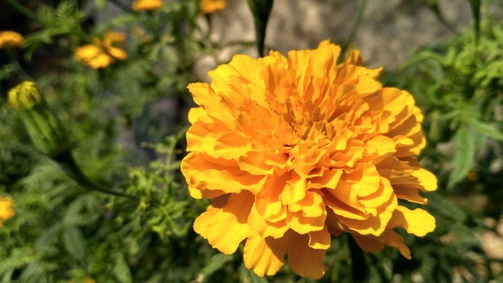 Marigold
