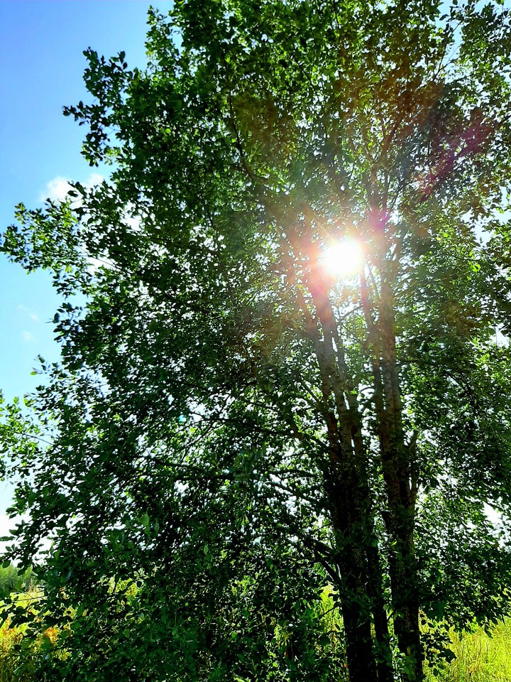 Sun