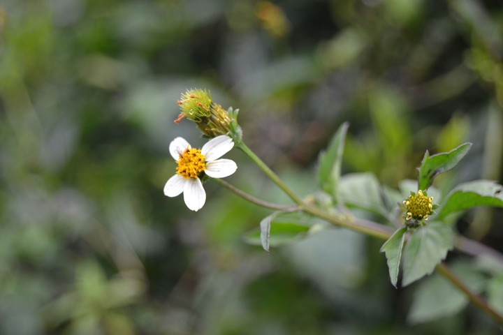 nature