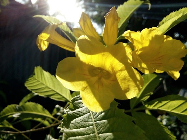 flower