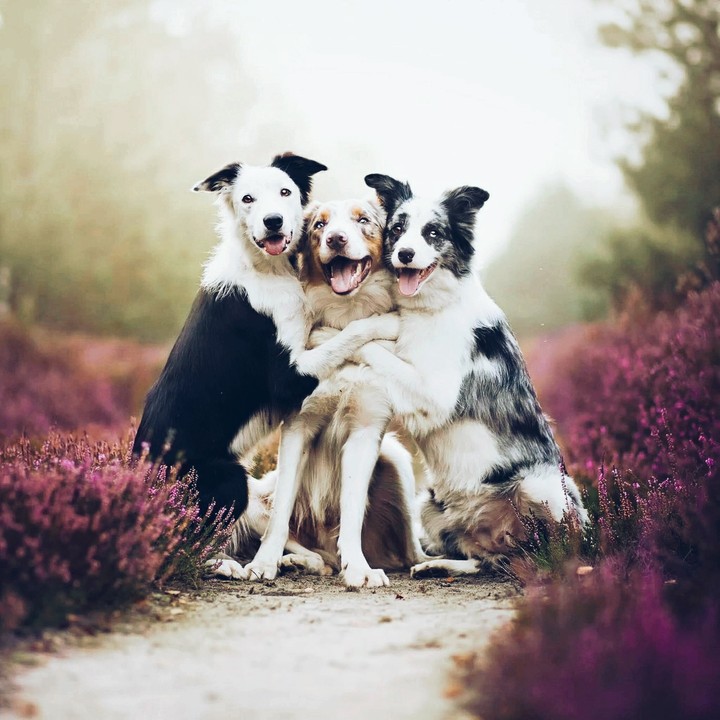 cute puppies
