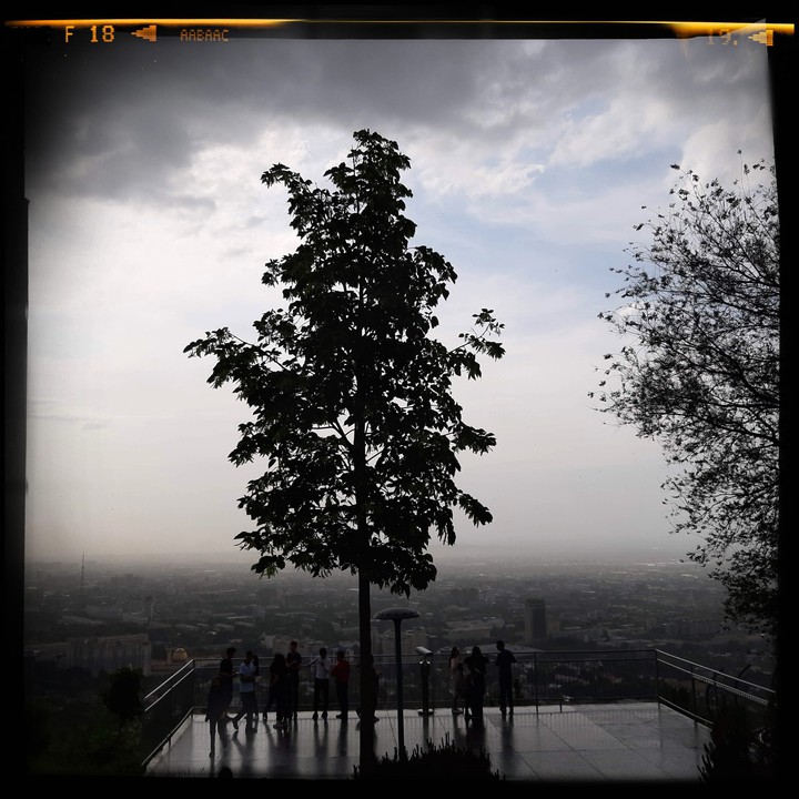 tree
