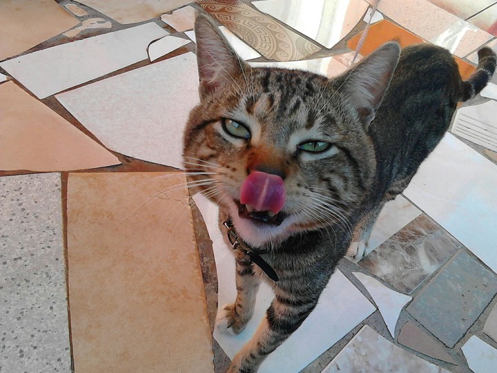 Lovely Zazou